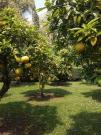 Giardino di cedri